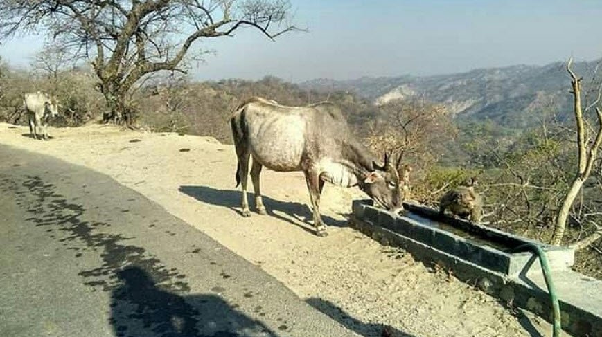Takhni-Rehampur Wildlife Sanctuary, Hoshiarpur, Punjab - Vushii.com Takhni-Rehampur Wildlife Sanctuary, Hoshiarpur, Punjab - Vushii.com